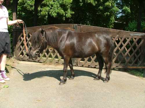 lissy-shetland-pony.jpg