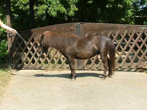 lulu-shetland-pony.jpg