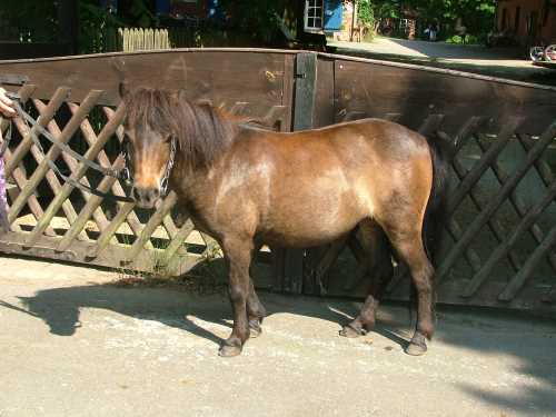luna-shetland-pony.jpg