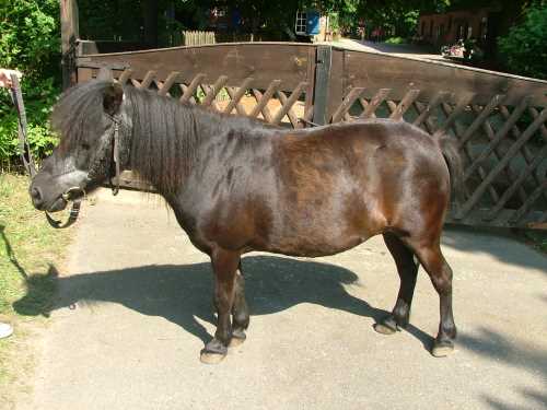 molly-shetland-pony.jpg