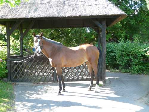 naomie-kameruner-pferd.jpg