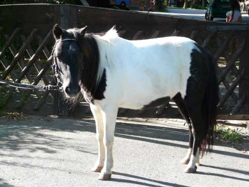 olinda-shetland-pony.jpg