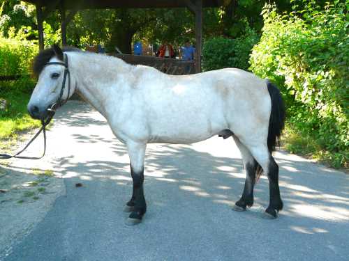 otti-deutsches-reitpony.jpg