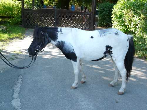 puenktchen-shetland-pony.jpg