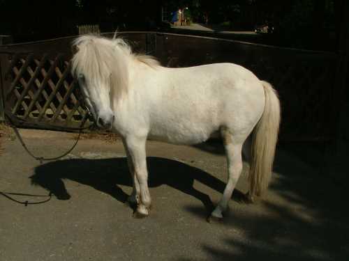 ritschi-shetland-pony.jpg