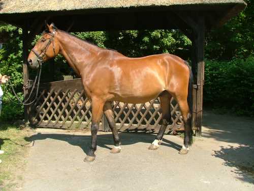 robin-warmblut.jpg