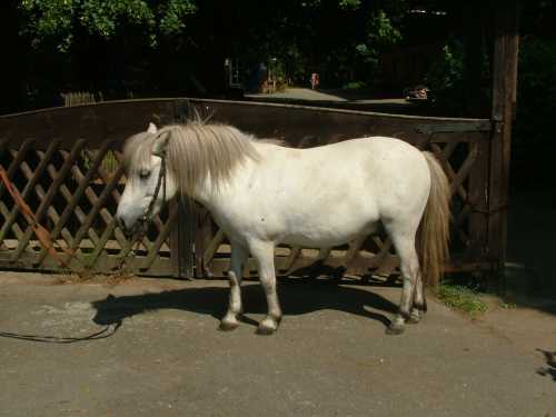 rocco-shetland-pony.jpg
