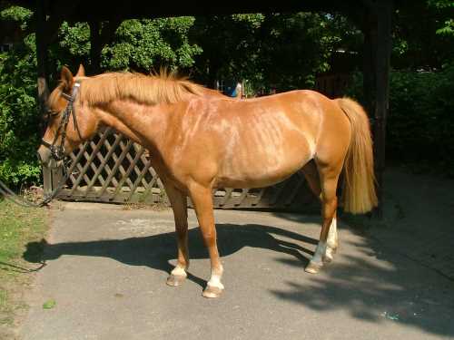 schnuppe-deutsches-reitpony.jpg