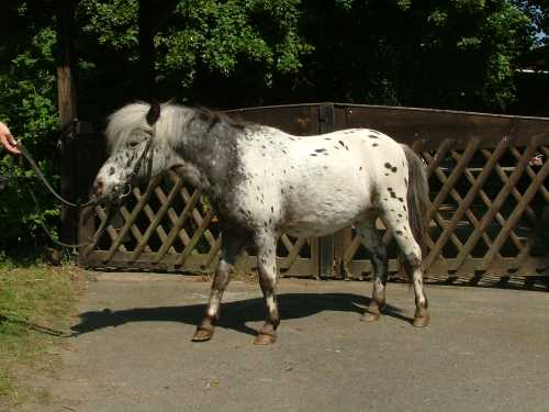 silvester-shetland-pony.jpg
