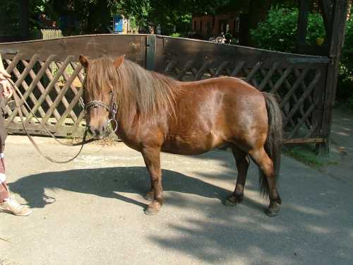 snoopy-shetland-pony.jpg