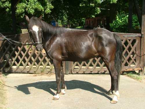 star-deutsches-reitpony.jpg