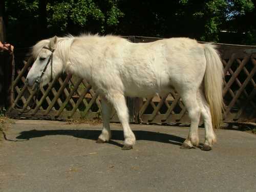 sternchen-shetland-pony.jpg