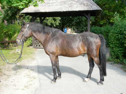 surprise-deutsches-reitpony.jpg