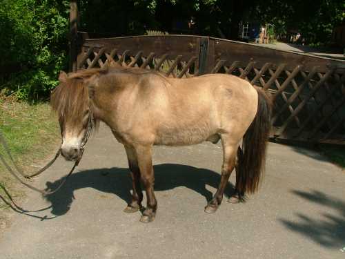 tarzan-shetland-pony.jpg