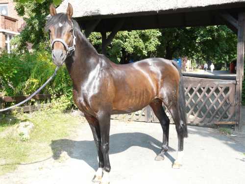 tassilo-hannoveraner.jpg