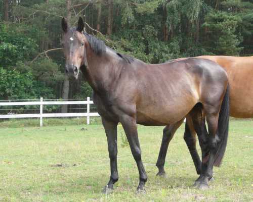 tausendschoen-hessisches-warmblut.jpg