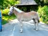 alois-haflinger.jpg