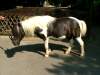 asterix-shetland-pony.jpg