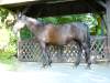 carina-warmblut.jpg