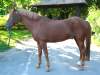 dandy-deutsches-reitpony.jpg