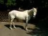 fjalla-deutsches-reitpony.jpg