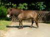 fleur-shetland-pony.jpg