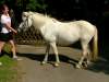 flocke-deutsches-reitpony.jpg