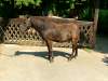 fridolin-shetland-pony.jpg