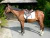 harry-hirsch-warmblut.jpg
