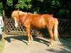 hjoerva-islaender-island-pony.jpg