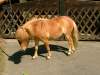 ibykos-shetland-pony.jpg