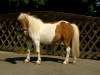 natascha-shetland-pony.jpg
