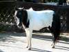 olinda-shetland-pony.jpg