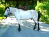 otti-deutsches-reitpony.jpg