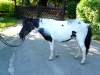 puenktchen-shetland-pony.jpg