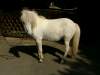 ritschi-shetland-pony.jpg