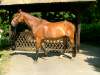 robin-warmblut.jpg