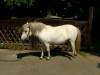 rocco-shetland-pony.jpg