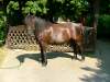 ronny-island-pony.jpg