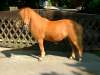 ruebezahl-shetland-pony.jpg