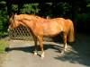 schnuppe-deutsches-reitpony.jpg