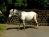 silvester-shetland-pony.jpg