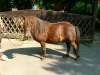snoopy-shetland-pony.jpg