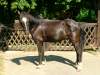star-deutsches-reitpony.jpg