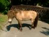 tarzan-shetland-pony.jpg