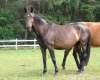 tausendschoen-hessisches-warmblut.jpg
