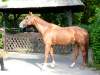 tobi-trakehner.jpg