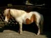 zottel-shetland-pony.jpg