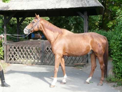 tobi-trakehner.jpg