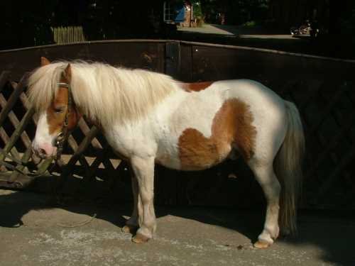 zottel-shetland-pony.jpg
